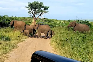 Hluhluwe–iMfolozi Park image