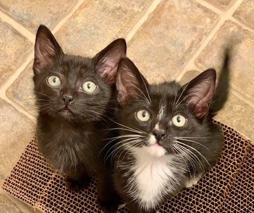 Animal Rescue Service «Motley Zoo Animal Rescue», reviews and photos, 16715 Cleveland St A, Redmond, WA 98052, USA