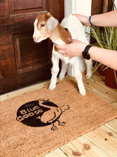 Hostel «Blue Goose Bike Hostel», reviews and photos, 128 E Main St, Irwinton, GA 31042, USA