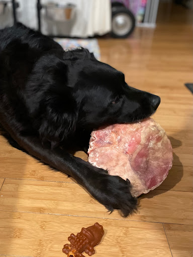 Pet Store «Fairmount Pet Shoppe», reviews and photos, 2024 Fairmount Ave, Philadelphia, PA 19130, USA