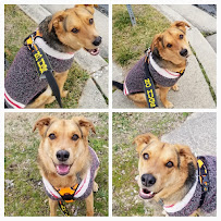 Mahriah's Dog Walking - Photo 6 - Car repair in , Baltimore