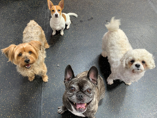 Top Notch Kennels