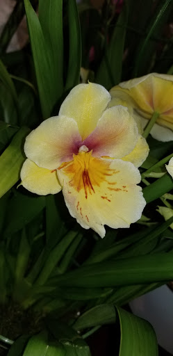 Coffee Shop «Starbucks», reviews and photos, 406 N Main St, Sebastopol, CA 95472, USA