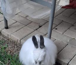 Esmi's Pet grooming photo