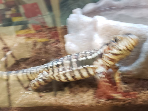 Pet Supply Store «Petco Animal Supplies», reviews and photos, 2131 Pleasant Hill Rd, Duluth, GA 30096, USA