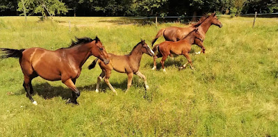 Haras du Périgord à Loubejac