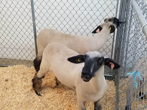 Sheep shearer Winston-Salem