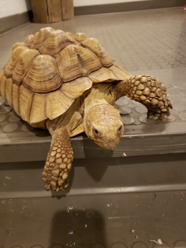 Pet Store «Critter Cabana», reviews and photos, 516 E 1st St, Newberg, OR 97132, USA