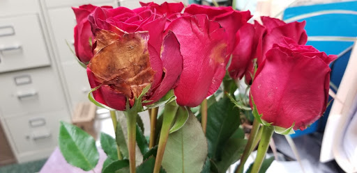 Florist «Axelrod Flowers», reviews and photos, 4429 Whitaker Ave, Philadelphia, PA 19120, USA