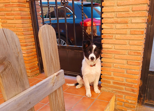 María José Veterinaria - Servicio A Domicilio en Belicena