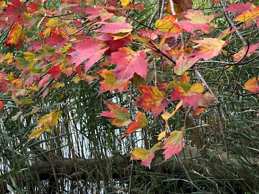 Park «Sterling Forest State Park», reviews and photos, Old Forge Rd, Tuxedo Park, NY 10987, USA