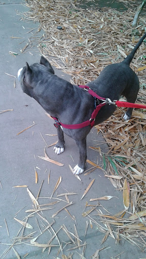 Park «Margaret T. Hance Park», reviews and photos, 67 W Culver St, Phoenix, AZ 85003, USA