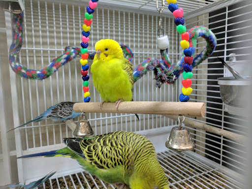 Pet Supply Store «Pet Supplies Plus», reviews and photos, 2927 Riley Fuzzel Rd #400, Spring, TX 77386, USA