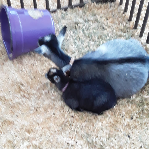 Fairground «Benton County Fairgrounds», reviews and photos, 110 SW 53rd St, Corvallis, OR 97333, USA