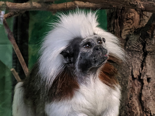 Zoo «Miller Park Zoo», reviews and photos, 1020 S Morris Ave, Bloomington, IL 61701, USA