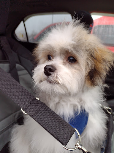 Pet Store «PetSmart», reviews and photos, 123 Grey St, East Aurora, NY 14052, USA