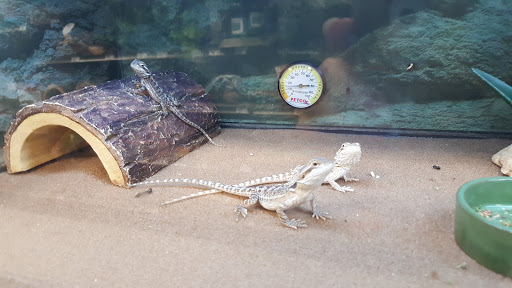 Pet Supply Store «Petco Animal Supplies», reviews and photos, 1203 SE Everett Mall Way f, Everett, WA 98208, USA