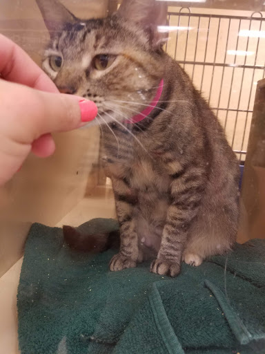 Pet Supply Store «PetSmart», reviews and photos, 625 Baltimore Blvd, Westminster, MD 21157, USA