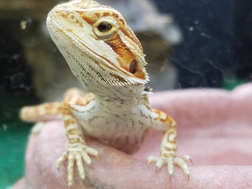 Pet Supply Store «PetSmart», reviews and photos, 1015 Village Center Dr, Tarentum, PA 15084, USA