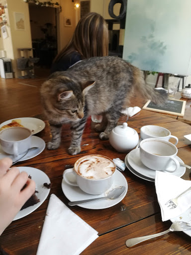 Paws For Thought Cat Cafe