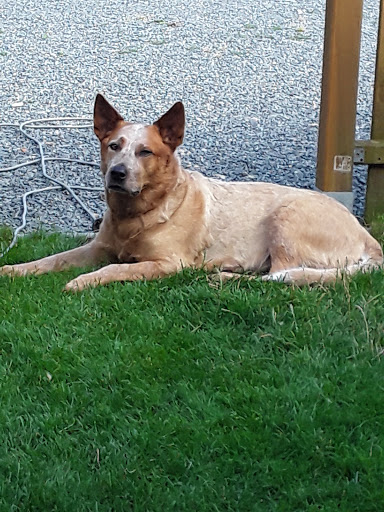 Tierarztpraxis Dr. Sylvia Tritsch unter Reichelsheim, 