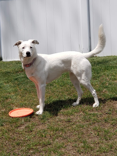 Pet Supply Store «PetSmart», reviews and photos, 1232 Hooper Ave, Toms River, NJ 08753, USA