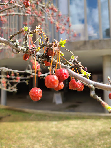 Monument «John Harvard Statue», reviews and photos, 1 Harvard Bus Tunnel, Cambridge, MA 02138, USA