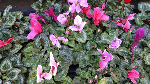 Grocery Store «Diamond Fresh Farmers Market», reviews and photos, 21168 Golden Springs Dr, Walnut, CA 91789, USA