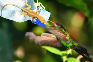 Rocklands Bird Sanctuary (Montego Bay) image