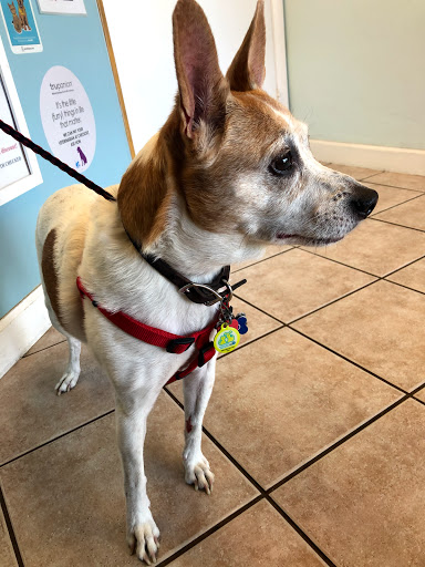 Sabal Chase Animal Clinic