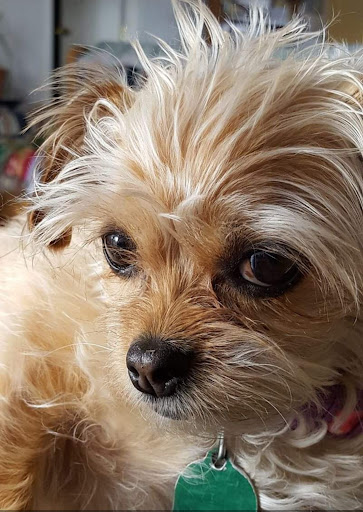 Hound and Katt Veterinarian image