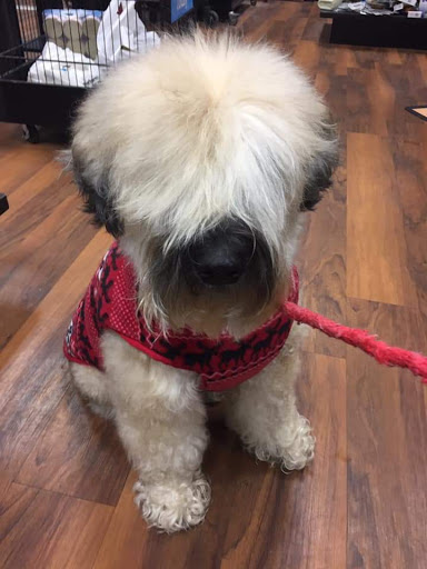 Pet Store «Pet Valu», reviews and photos, 2290 Central Park Ave, Yonkers, NY 10701, USA