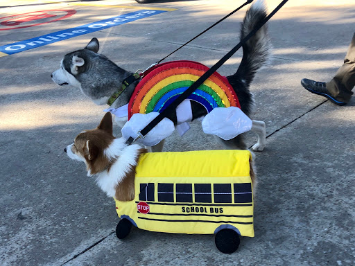 Pet Supply Store «Odyssey Pets», reviews and photos, 14999 Preston Rd #400a, Dallas, TX 75254, USA