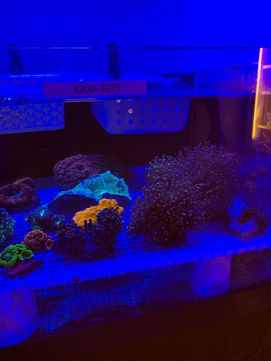 Tropical Fish Store «The Reef Shoppe», reviews and photos, 900 Morris Park Ave, Bronx, NY 10462, USA