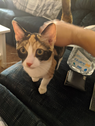 Animal Shelter «Humane Society of Ocean City», reviews and photos, 1 Shelter Rd, Ocean City, NJ 08226, USA