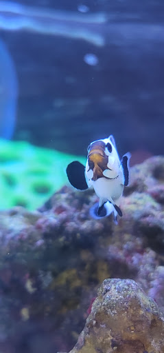 Pet Supply Store «Petco Animal Supplies», reviews and photos, 1086 Killingly Commons Drive, Dayville, CT 06241, USA