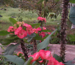 อีสานตำซั่ว photo