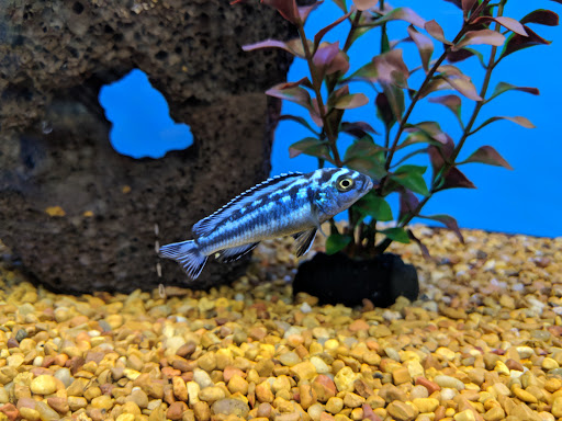 Pet Supply Store «Petco Animal Supplies», reviews and photos, 324 Eastern Blvd, Canandaigua, NY 14424, USA