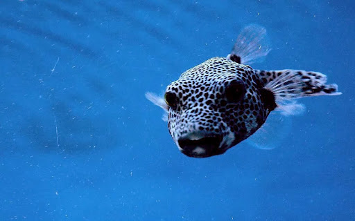 Aquarium Shop «Apex Aquarium», reviews and photos, 11111 N Central Expy, Dallas, TX 75243, USA