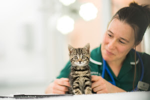 Bath Veterinary Group, Bath Cat Clinic