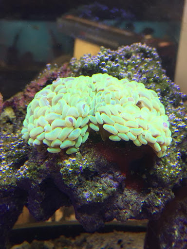 Pet Store «Coral Sea Fish and Pets», reviews and photos, 118 N Gaston Ave, Somerville, NJ 08876, USA