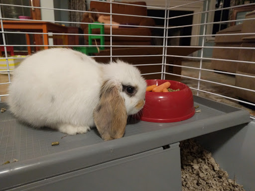 Pet Supply Store «Pickering Valley Feed & Farm Store», reviews and photos, 305 Gordon Dr, Exton, PA 19341, USA