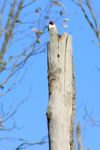 Nature Preserve «Beanblossom Bottoms Nature Preserve - Sycamore Land Trust», reviews and photos, N Woodall Rd, Ellettsville, IN 47429, USA