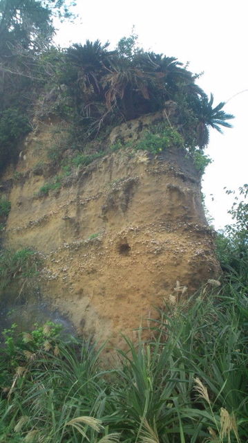 運天の貝化石層