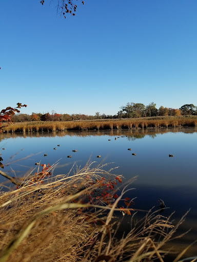 Minary’s Dream Alliance, Inc.