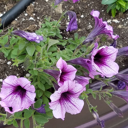 Tourist Attraction «Beatles Park», reviews and photos, SW 2nd St, Walnut Ridge, AR 72476, USA