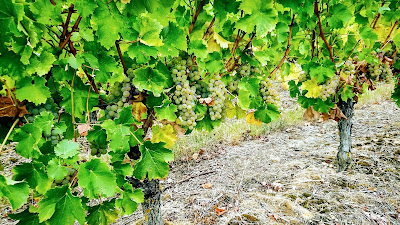 Domaine Jacky Marteau à Pouillé