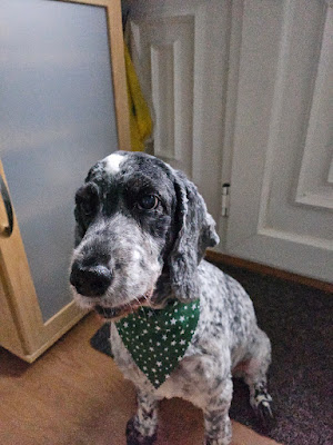 Doggy Doos