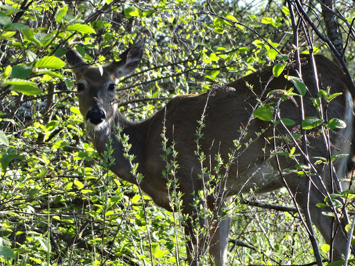 General Store «Corner Store», reviews and photos, 3109 Razorback Rd, Sayner, WI 54560, USA