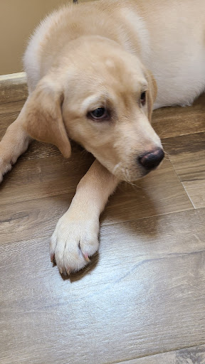 Pet Store «Petland», reviews and photos, 1514 Stonecreek Dr, Pickerington, OH 43147, USA